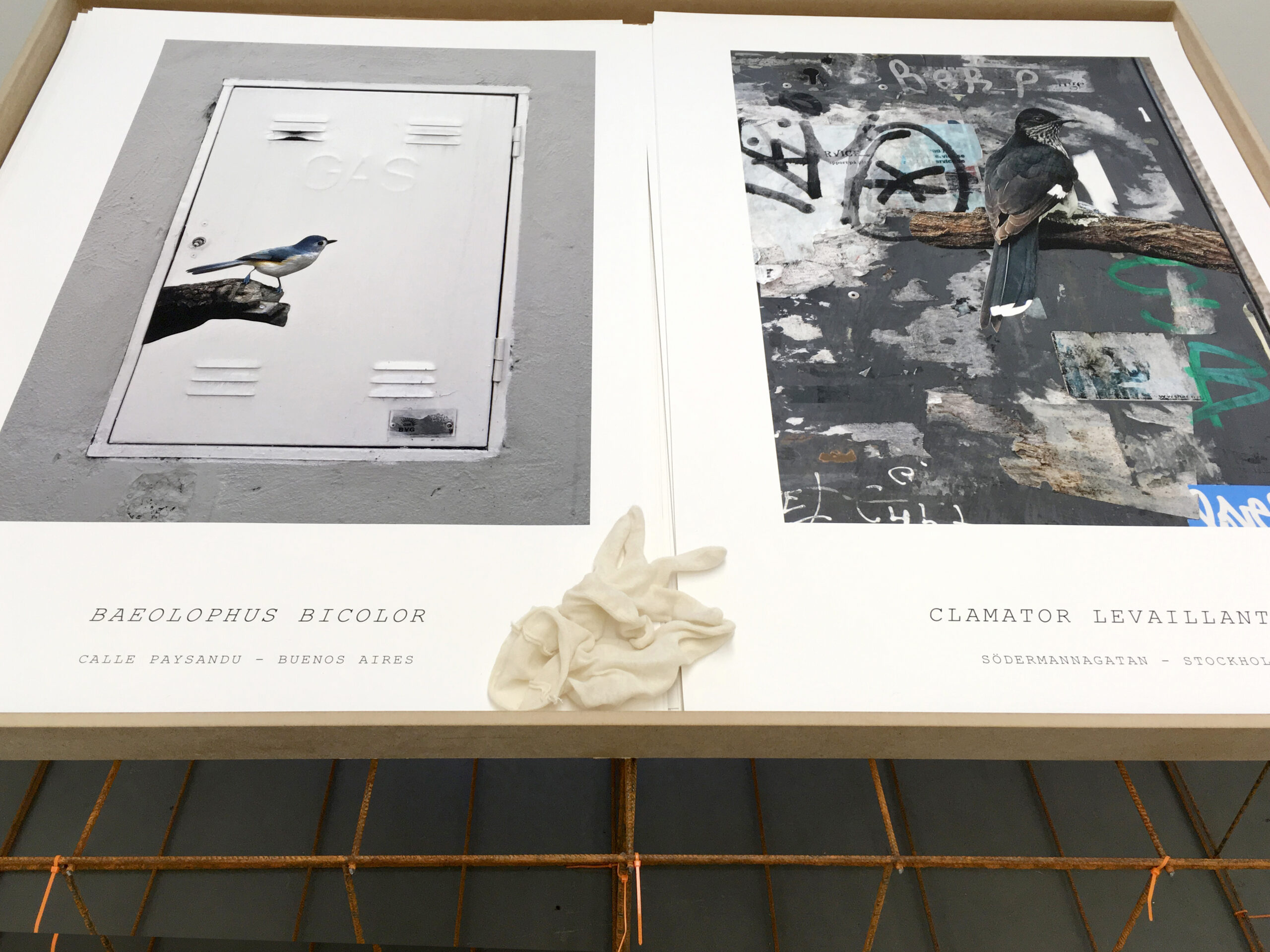 Konstnären Erik Berglin, visar fotografi på inkjet prints. Utställning på Galleri Thomassen. The Bird Project.